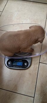 Americký stafordšírský terier bez pp - 9