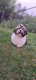 Shih tzu s PP / shi-tzu / shi tzu - 9