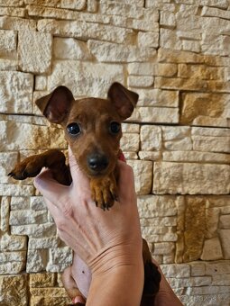 Trpasličí pinč s průkazem původu - 9