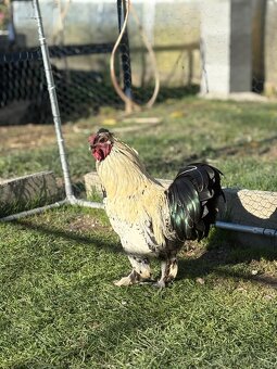 mladí kohouti Hedvábničky a Pavlovky - 9