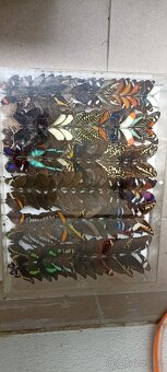 Prodám velikou sbírku motýlů - 9