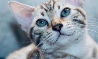 Bengálská kočka,bengálské kotě - 9