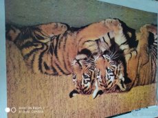 Origin.nástěnné plakáty, 80. let 20. století - Exot. zvířata - 9