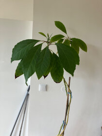 Avokado - 9