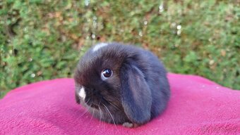 Zakrslý beránek, králíček, králík - DAN - 9