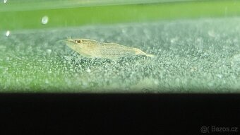 Krevetky Atyopsis Moluccensis (Bamboo Shrimp, Molucka) - 9