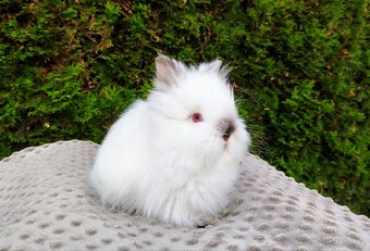 Zakrslý králík, králíček - (TEDDY)-ONDŘEJ A OTA - 9