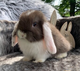 ❤️⭐️Minilop Kralicek Beránek miminka - 9