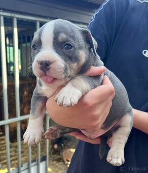 Štěně American Bully - 9