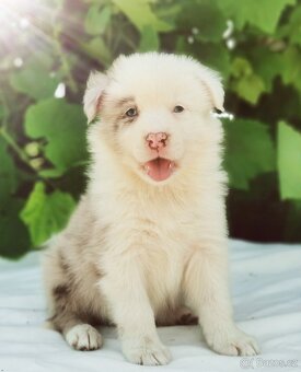 Border kolie , Collie , kolia - 9