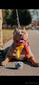 American bully - 9