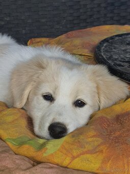stene krizenec mix borderkolie,samojed,ohar - 9