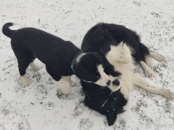 Border kolie bez pp již k odběru - 9