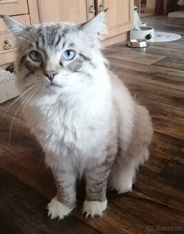 Ragdoll kocourek bez PP - 9