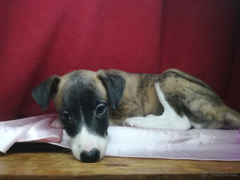 Whippet bez PP po obou rodičích s PP ( FCI) - 9