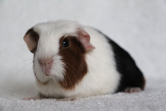 Morče, morčata, morčátko s PP - krátkosrstá - 9