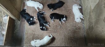 Štěně husky x labrador - 9