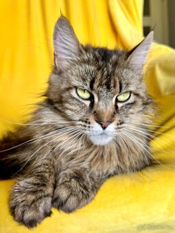 Mainská křížená koťátka - 9