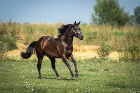 Připouštění hřebcem double registr QH/PH 7 Panel N/N - 9