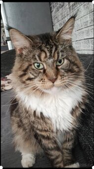 Mainská mývalí koťáta - 9