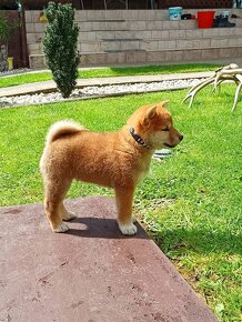 Shiba inu šteniatka - 9