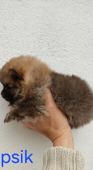 Pomeranian mini - 9