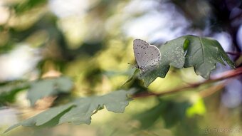Leica Wetzlar Macro-Elmarit-R 60mm f/2.8, servis 2022 - 9