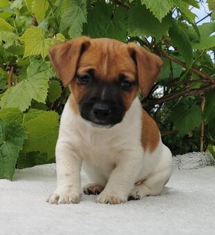 Jack Russel Terier - 9