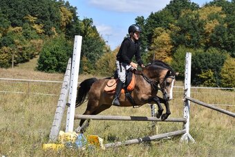 Pony kobylka kategorie S - 9