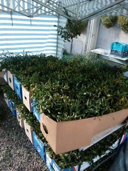 Prodej jmelí 2025🌿 - 9