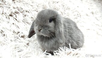 Zakrslý beránek, králíček, králík - KVIDO - 9