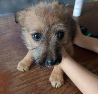 Štěňátka prodej - 9