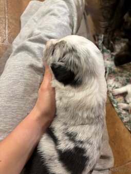 Kříženec bordelkolie - 9