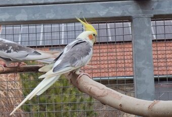 Korely chocholaté - 9