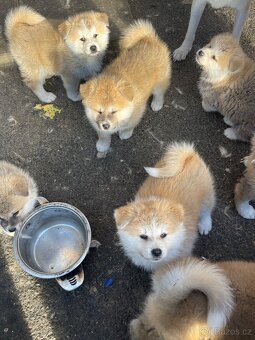 Akita inu Štěnata prodám - 9