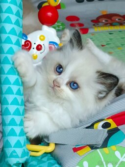 Ragdoll s PP - 9