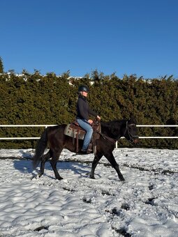 Kobyla 5 let na prodej - 9