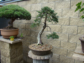Tis červený bonsai - 9