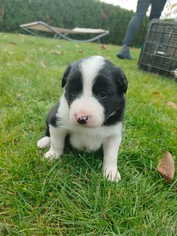 Border kolie dlouhosrstá - 9