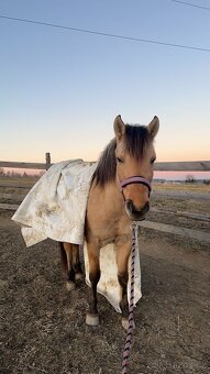 4 letá klisna fjord X quarter horse - 9