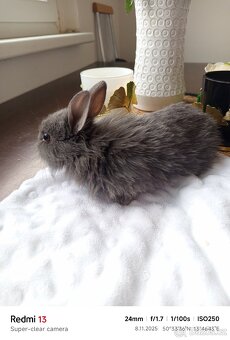 Zakrslý králíci - 9