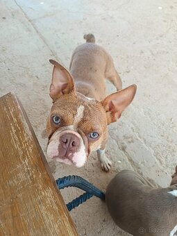 Bostonský teriér, štěňátko s PP - odběr únor 2026 - 9