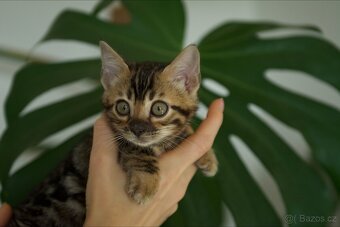 Bengálská Kočka- koťata - 9