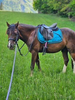 Welsh pony - 9