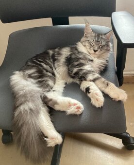Mainská mývalí koťátka neumí vynášet odpadky - 9