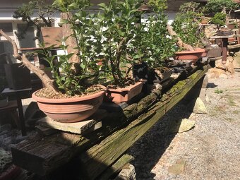 Bonsaj bonsai - 9
