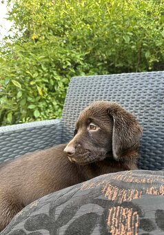 štěňata labrador a hnědý kluk – připravena k odběru - 9