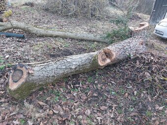 Ořech, ořechové dřevo, kmen. - 9