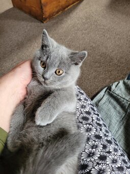 Britské modré kotě - 9