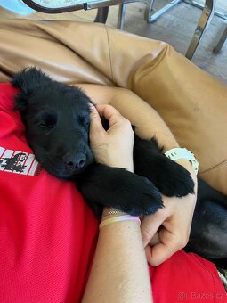 Štěně Flat coated retriever - 9